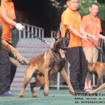 央视力荐深圳宠物狗狗训练基地深圳宠物狗狗训练基地